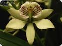 Encyclia radiata